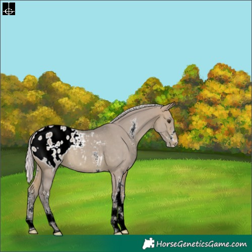 Horse Color:Watercolor Silver Brown Dun Sabino Appaloosa 