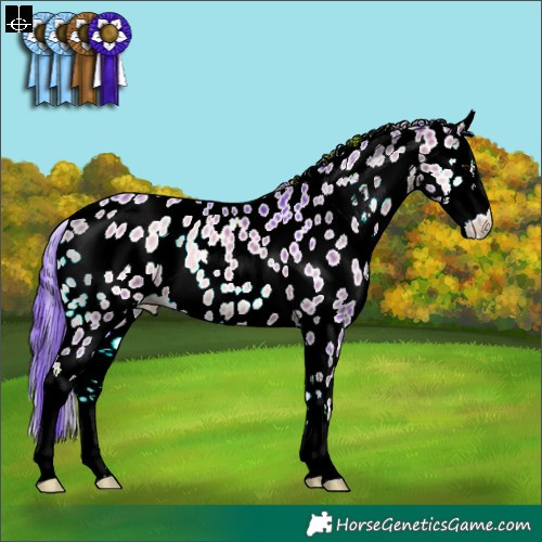 Horse Color:Watercolor Bay Onyx Sabino Appaloosa 