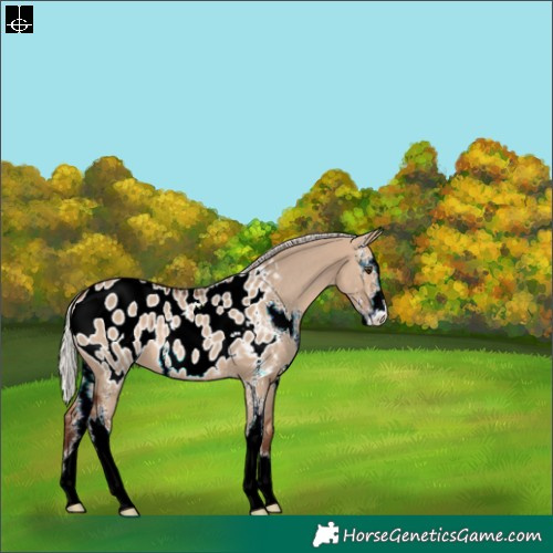 Horse Color:Silver Bay Dun Sabino Appaloosa 