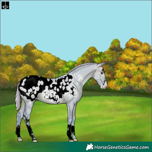 Horse Color:Watercolor Silver Brown Dun Sabino Blanket 