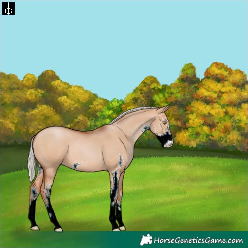 Horse Color:Silver Bay Pearl Dun Sabino 
