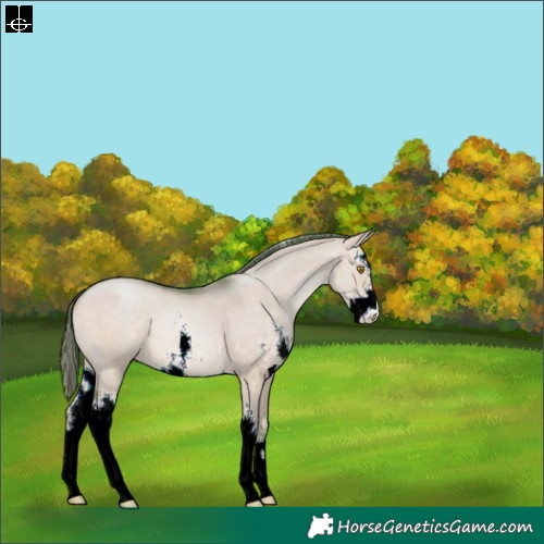 Horse Color:Watercolor Brown Pearl Dun Sabino