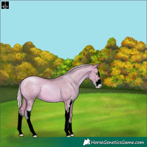 Horse Color:Watercolor Silver Bay Pearl Dun Sabino 