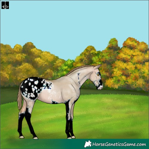 Horse Color:Watercolor Bay Pearl Dun Sabino Appaloosa 