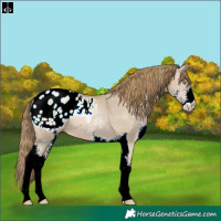 Horse Color:Watercolor Bay Pearl Dun Sabino Appaloosa