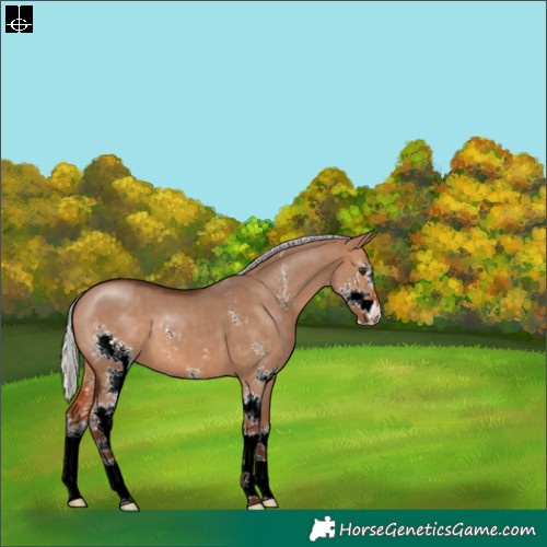 Horse Color:Silver Bay Dun Sabino 