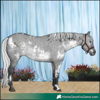 Horse Color:White Spotted Silver Grullo Chinchilla