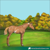Horse Color:White Spotted Chestnut 