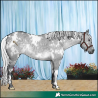 Horse Color:White Spotted Silver Grullo Chinchilla
