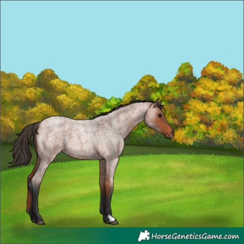 Horse Color:Bay Roan 