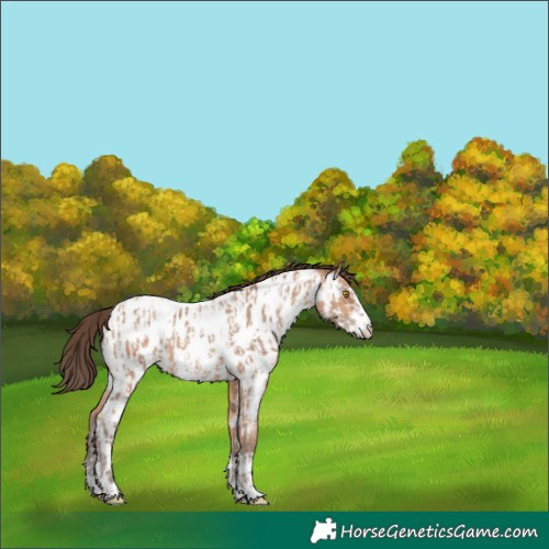 Horse Color:Amber Champagne Appaloosa  and Amber Champagne Appaloosa 