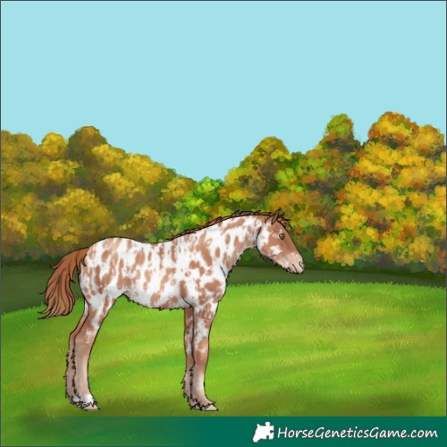 Horse Color:Gold Champagne Appaloosa and Gold Champagne Appaloosa Rabicano