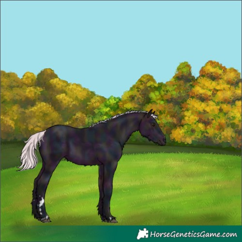 Horse Color:Watercolor Midnight Silver Bay 
