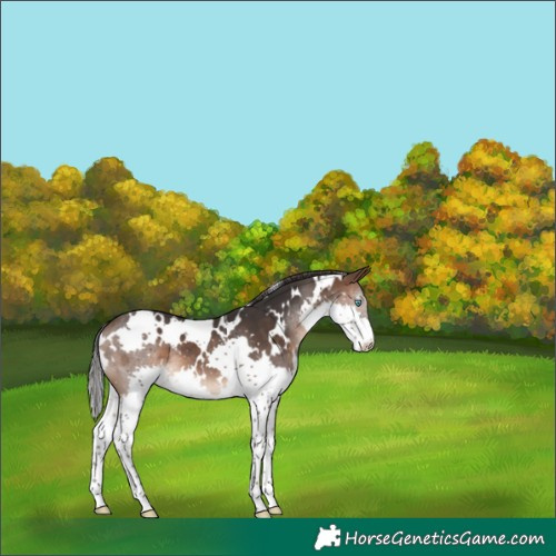 Horse Color:White Spotted Brown Splash 