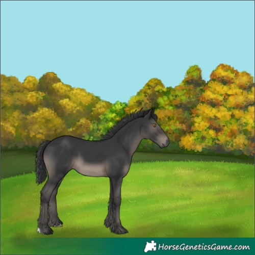 Horse Color:Black 
