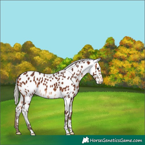 Horse Color:White Spotted Silver Bay Appaloosa