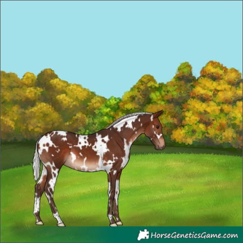 Horse Color:White Spotted Silver Brown 