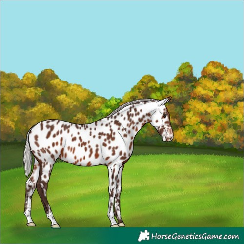 Horse Color:Silver Brown Appaloosa 