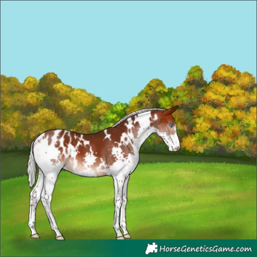 Horse Color:White Spotted Silver Bay Splash Appaloosa 
