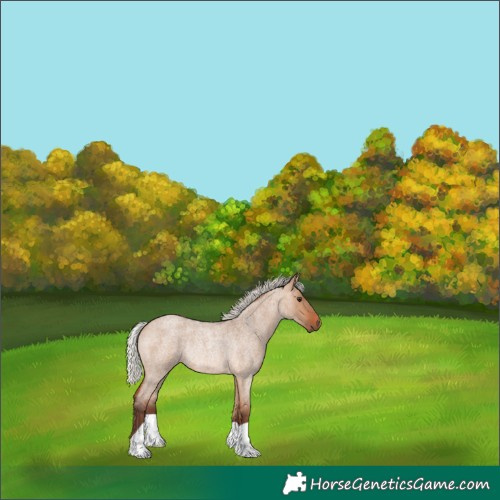 Horse Color:Silver Bay Roan Dun Rabicano 