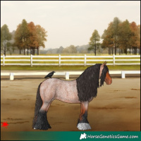 Horse Color:Bay Roan Appaloosa Rabicano