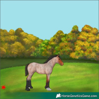 Horse Color:Bay Roan Appaloosa Rabicano 