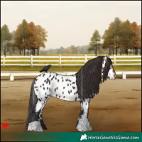 Horse Color:Bay Near Leopard