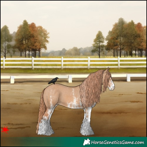Horse Color:White Spotted Red Dun Appaloosa 