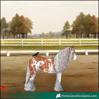 Horse Color:White Spotted Silver Bay Appaloosa