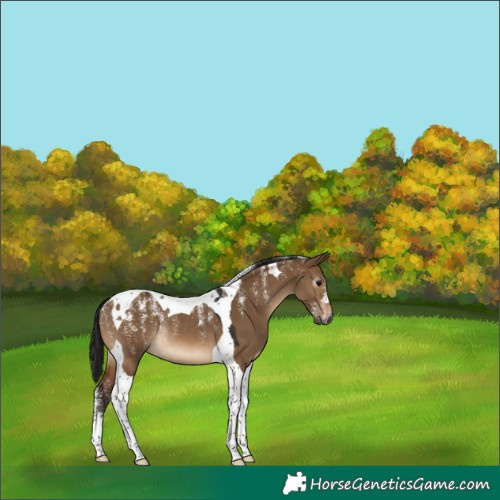 Horse Color:Powder White Gray Brown Dun Tobiano Rabicano 