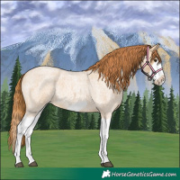 Horse Color:Red Dun Roan Splash Frame Rabicano
