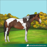 Horse Color:Bay Tobiano