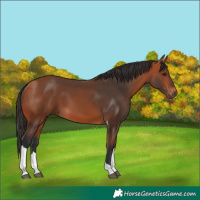 Horse Color:Bay Tobiano