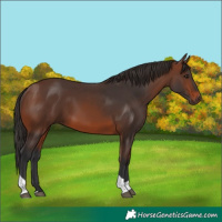 Horse Color:Brown Tobiano