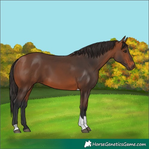 Horse Color:Bay Tobiano 