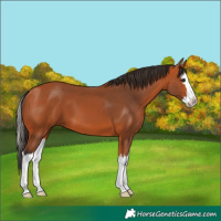Horse Color:Bay Splash
