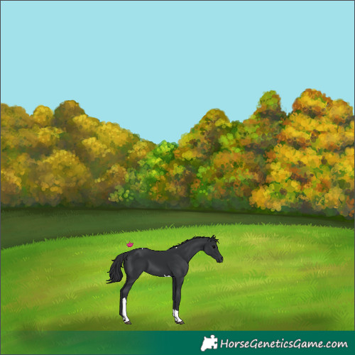 Horse Color:Black Tobiano
