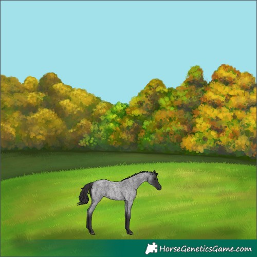 Horse Color:Smoky Blue Roan 