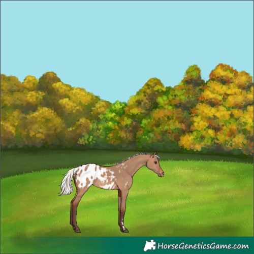 Horse Color:Silver Brown Dun Appaloosa 