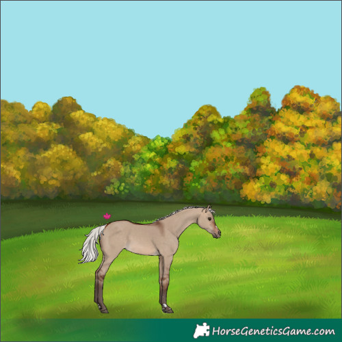 Horse Color:Silver Brown Dun