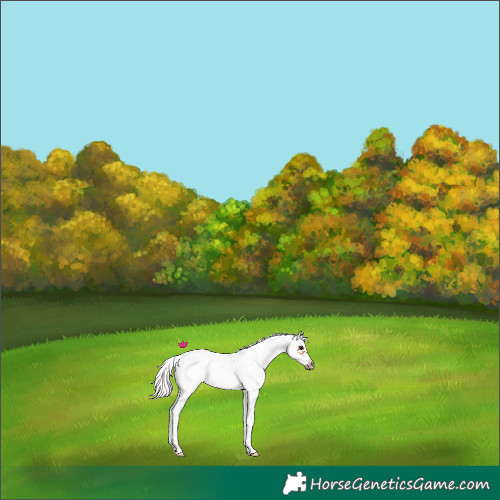 Horse Color:Silver Bay Sabino Frame Rabicano