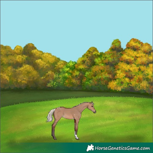 Horse Color:Silver Brown Dun Tobiano 