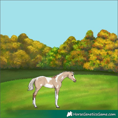Horse Color:Silver Bay Dun Tobiano Frame Rabicano