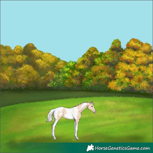 Horse Color:Silver Amber Champagne Dun Tobiano Frame Rabicano