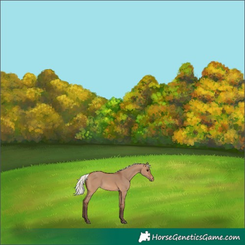 Horse Color:Silver Brown Dun Varnish 
