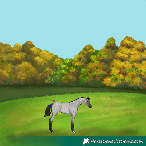 Horse Color:Smoky Grullo Roan 