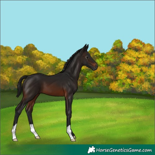 Horse Color:Gray Brown 