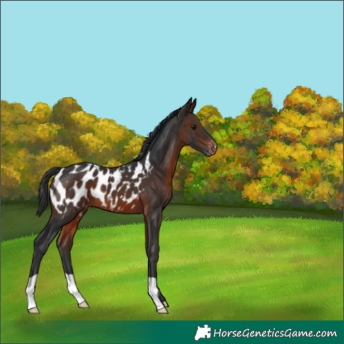 Horse Color:Brown Appaloosa