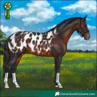 Horse Color:Brown Near Leopard