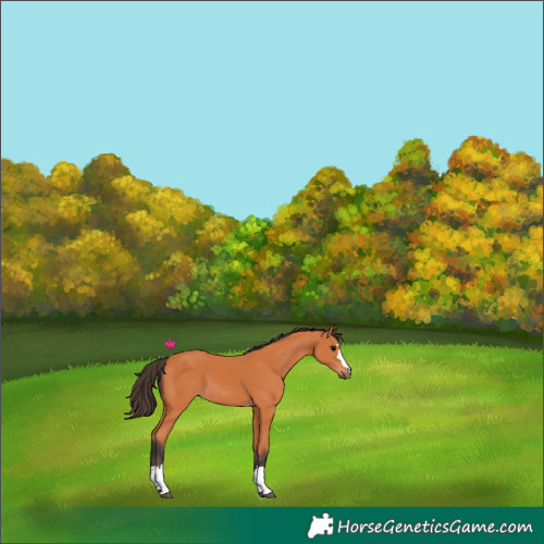Horse Color:Bay Rabicano 